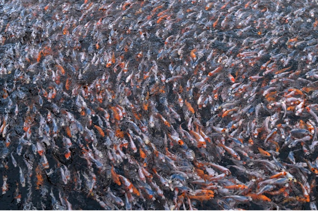 Baby nishikigoi koi carp in a water tank at Kurihara Fish Farm in Kazo. Photo: AFP