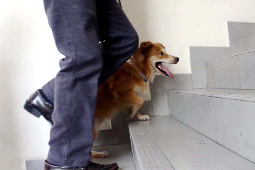 The light-coloured canine, known as ‘Furby’, was beaten up by a man near Puchong in April last year. Photo: Eizairi Shamsudin/New Straits Times