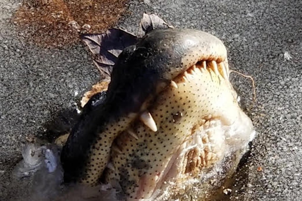 This is how alligators survive an icy winter – they stick their noses out and let the water freeze solid around them. Photo: Shallotte River Swamp Park
