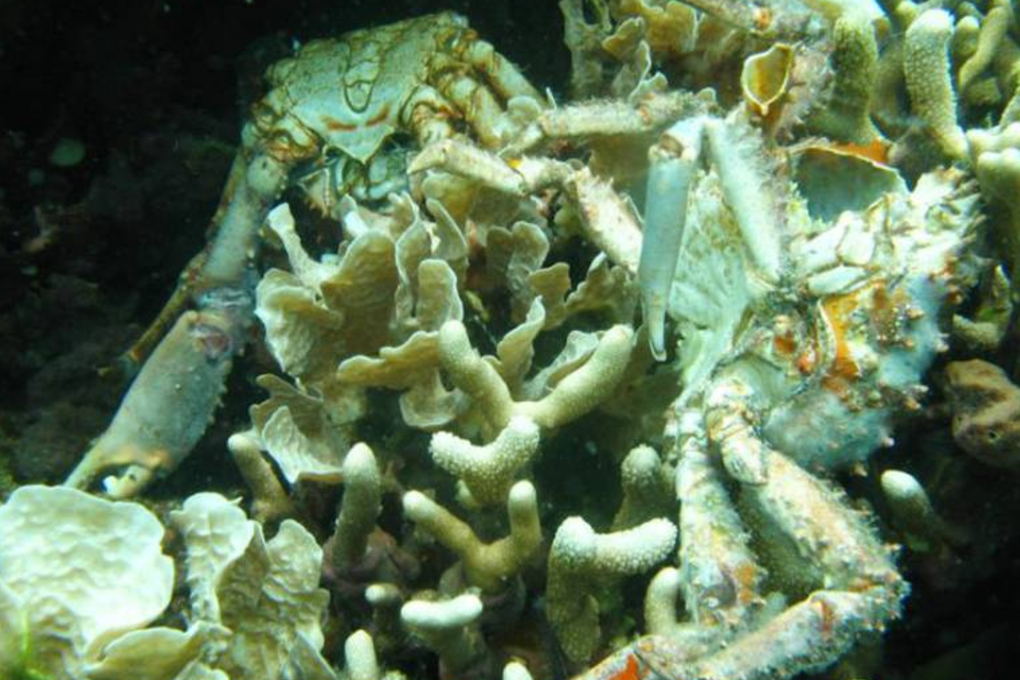 Low oxygen caused the death of these corals and others in Bocas del Toro, Panama. Photo: Arcadio Castillo/Smithsonian