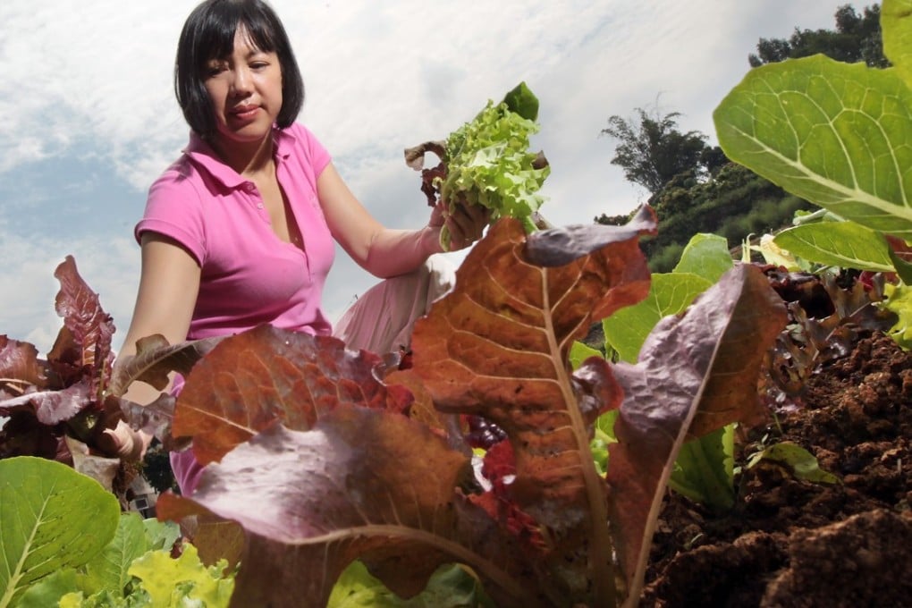 An organic farm in Hong Kong. Around the world, developers are betting buyers of luxury homes want to get their hands dirty growing food. Photo: K Y. Cheng
