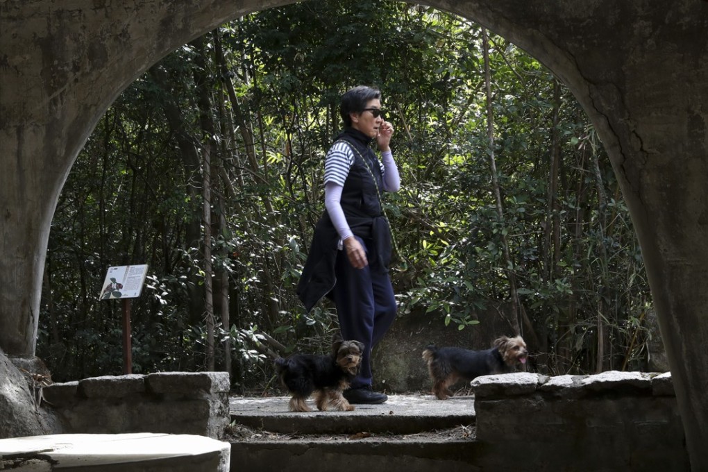 A woman walks her dogs past an information board along the Wong Nai Chung Tree Walk in Central, Hong Kong. Photo: K.Y. Cheng