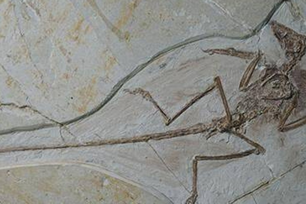 The fossils date back at least 125 million years and were discovered in Liaoning. Photo: Xinhua