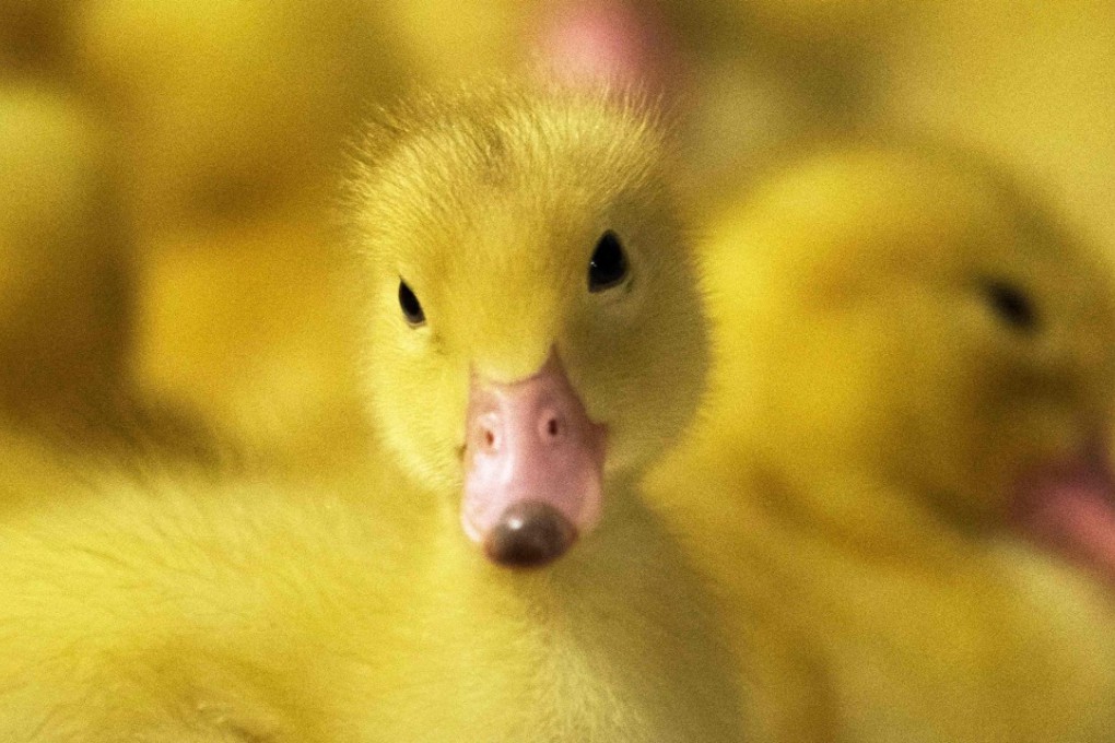 A duckling in New York State in December. ‘Milkshake duck’ – meaning something that is beloved by the internet for a brief period until its unsavoury dark side is revealed – has been selected as word of the year by Macquarie Dictionary, the definitive authority on Australian English. Photo: AFP