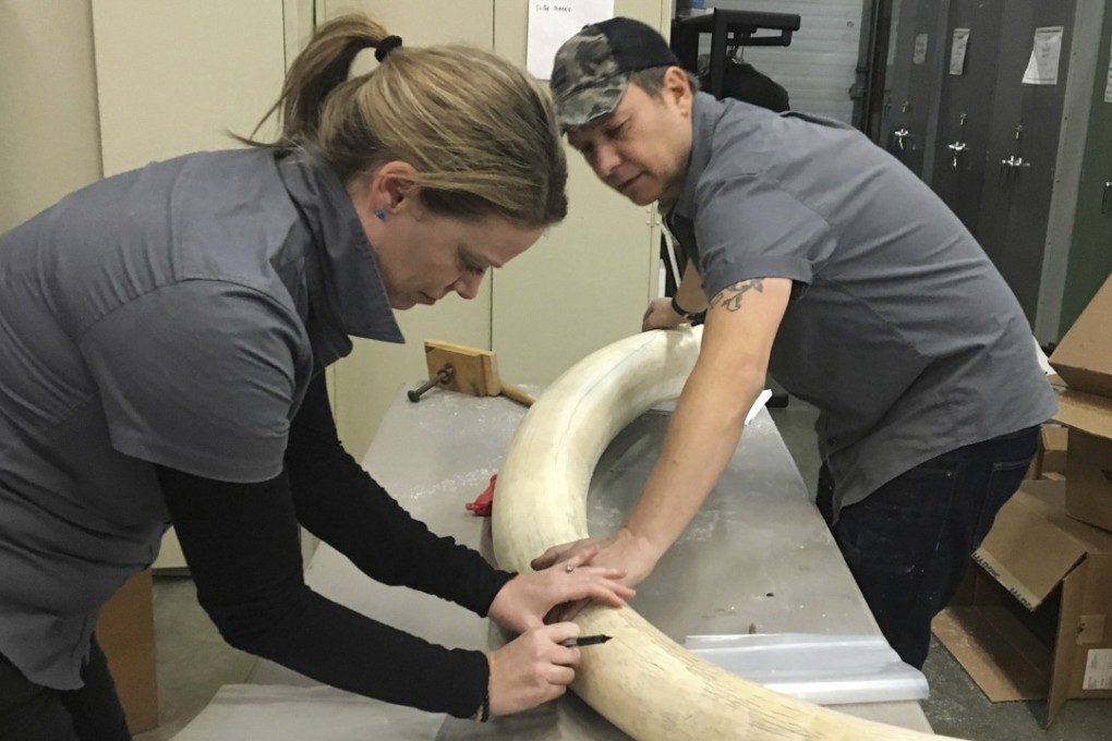 Wendy Hapgood and John Steward, directors of the Wild Tomorrow Fund, measure an elephant tusk in a warehouse in New York. Scientists an use carbon-dating to see how old the tusk is, and use DNA from elephant dung to figure out where it was poached from. Photo: AP