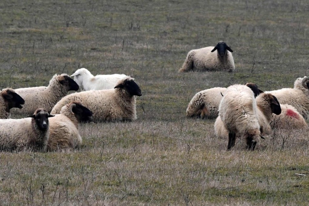 Dumitru Bleja’s sheep “grazed without problem” in the area for years before the Americans arrived at the end of 2013. Photo: AFP
