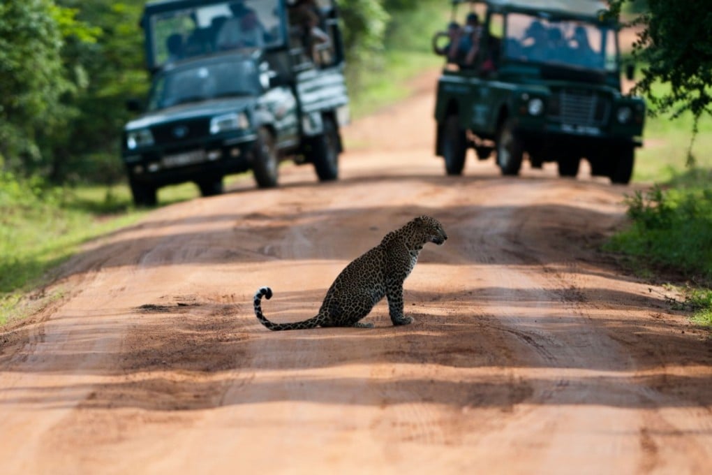 A leopard sits in the road in Yala National Park, Sri Lanka. Photo: Alamy