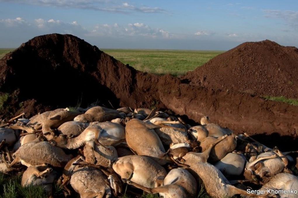 A mass grave for saiga antelope that were found dead in Kazakhstan in 2015. Photo: Association for the Conservation of Biodiversity, Kazakhstan / Biosafety Institute, Gvardeskiy RK / Royal Veterinary College, London