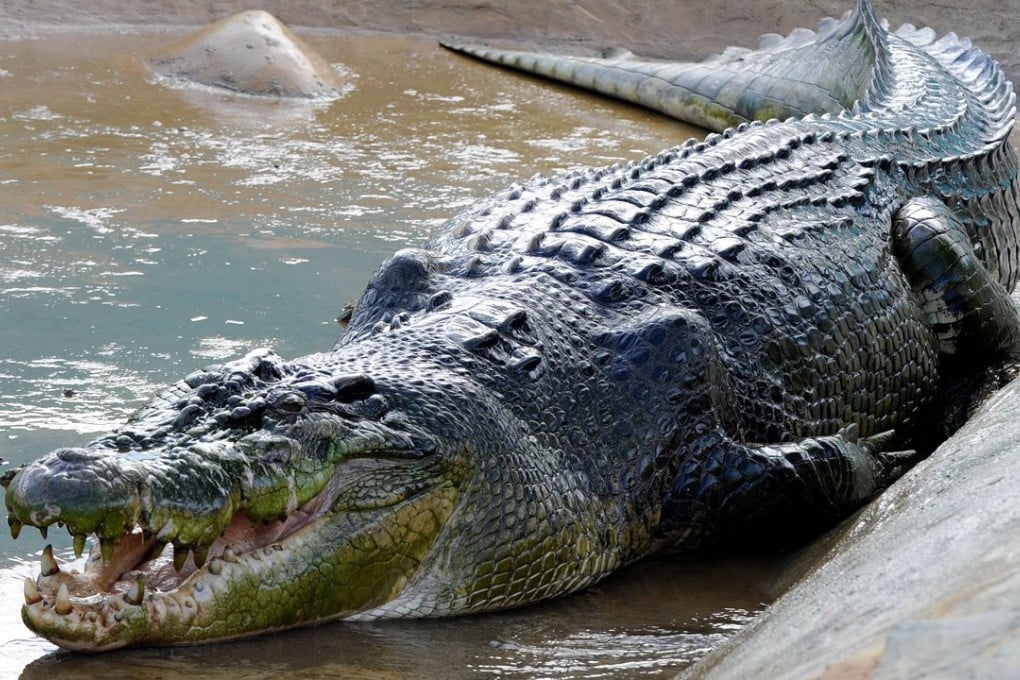 A Philippine crocodile. Photo: AFP
