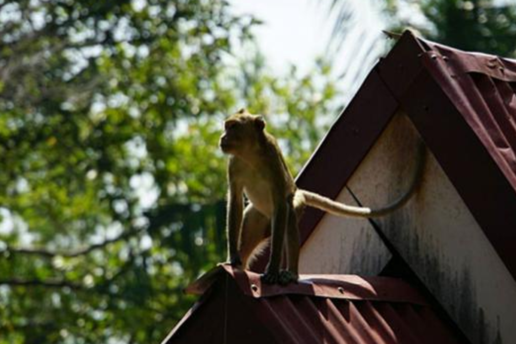 A hungry monkey looks for an opportunity from the roof of a house in Si Sa Ket's Rasi Salai district, where over 3,000 of them now raid people's houses and the living quarters of monks at two villages in the northeastern province. Photo: Sanoh Worarak/Bangkok Post