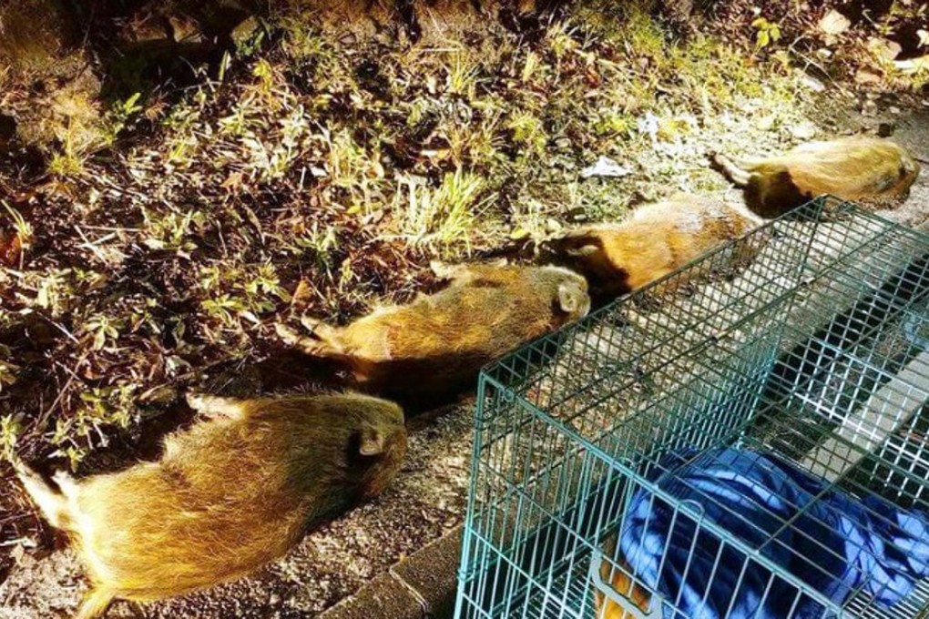 Four of the young wild pigs were found dead at scene. Photo: Handout