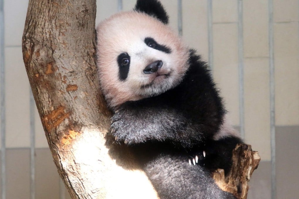 Baby panda Xiang Xiang in its enclosure at Ueno Zoo in Tokyo. By popular demand, the new panda cub will have to work extra hours. Photo: AFP