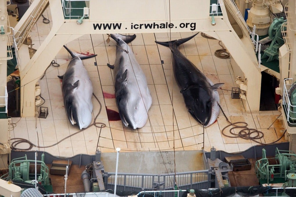 Three dead minke whales lie on the deck of the Japanese whaling vessel Nisshin Maru, in the Southern Ocean, in this 2014 file photo. The ageing vessel is under scrutiny in Japan and could be replaced or upgraded. Photo: AP