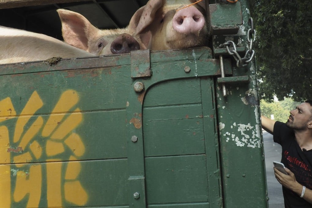 Australian celebrity activist Joey Carbstrong joins members of Hong Kong Pig Save, a local vegan activist group, in a protest outside Tsuen Wan Abbatoir in December 2017. Photo: Lauren James