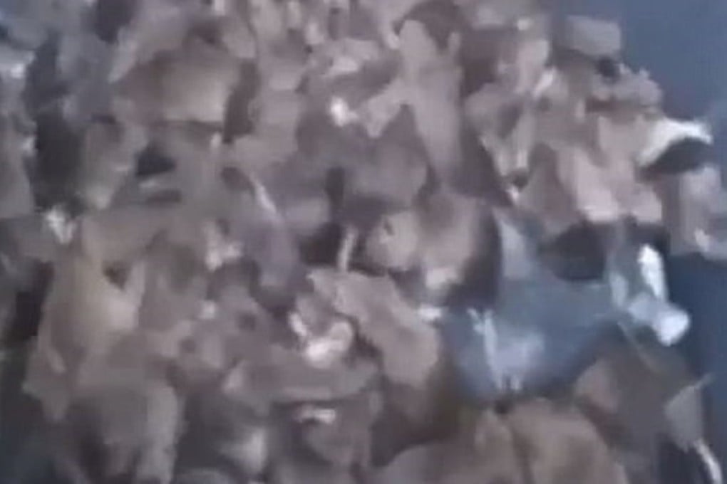 A writhing mass of rats fills a dumpster near the Seine River in Paris, in this scene from a video posted online by Le Parisien newspaper on Sunday. Photo: Le Parisien