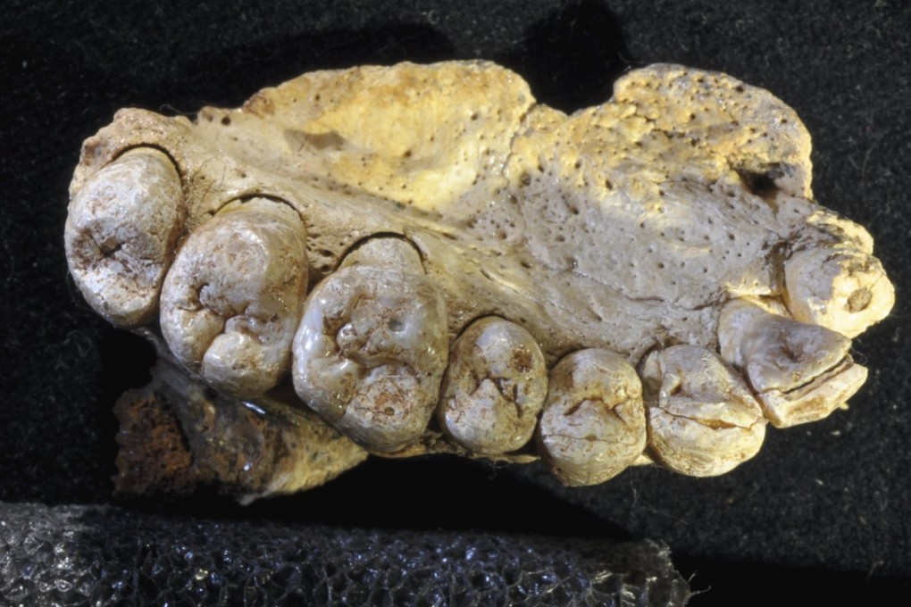A handout photo made available by the Tel Aviv University on Thursday shows a complete jawbone with teeth recently discovered at Misliya Cave on Mount Carmel In Israel dating back to 177,000-194,000 years ago. The finding indicates that modern humans were present in the Levant at least 50,000 years earlier than previously thought. Photo: Tel Aviv University handout via EPA-EFE