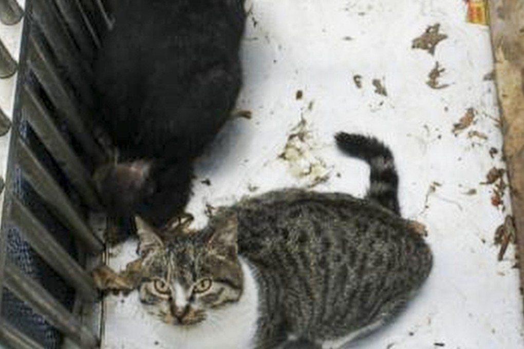 Some of the animals kept at the police station. Photo: Chinanews.com