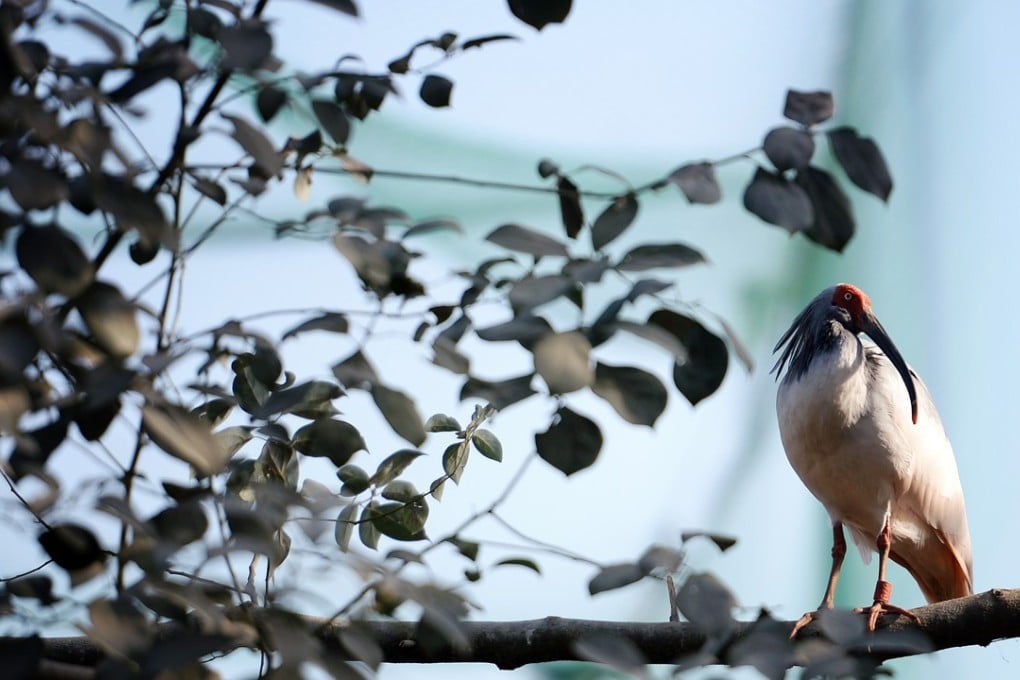 A crested ibis pictured at an ecological park for the species in Yang county in Shaanxi province. Photo: Xinhua