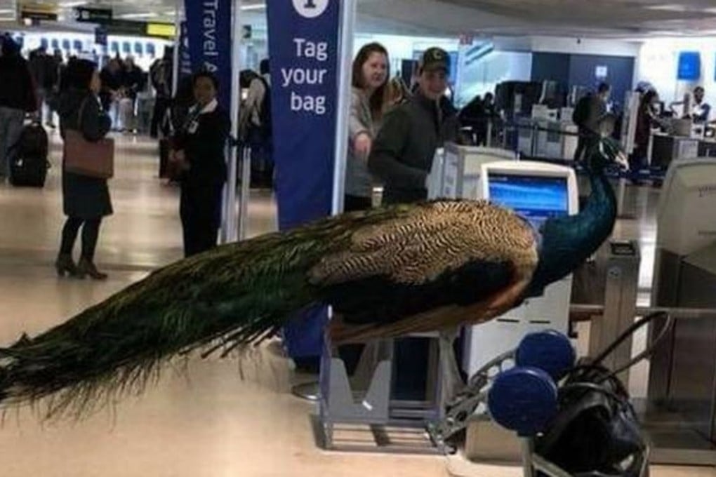 Dexter was not allowed to board. Photo: Facebook