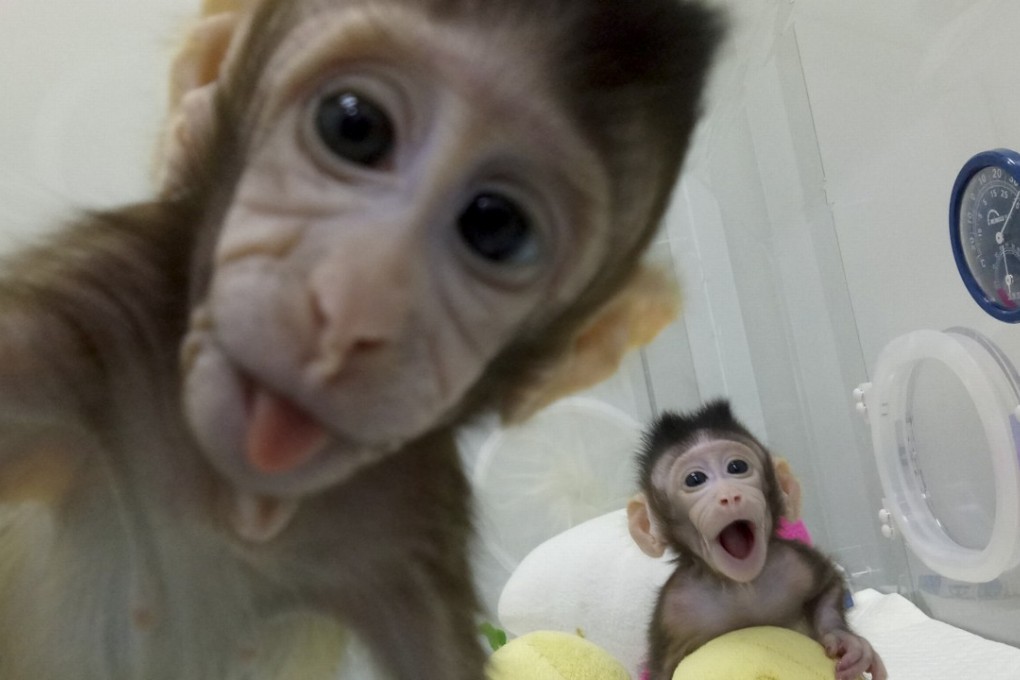 Cloned monkeys Zhong Zhong and Hua Hua are seen at the non-human primate facility at the Chinese Academy of Sciences in Shanghai, China on January 20, 2018. Photo: Chinese Academy of Sciences/China Daily via Reuters