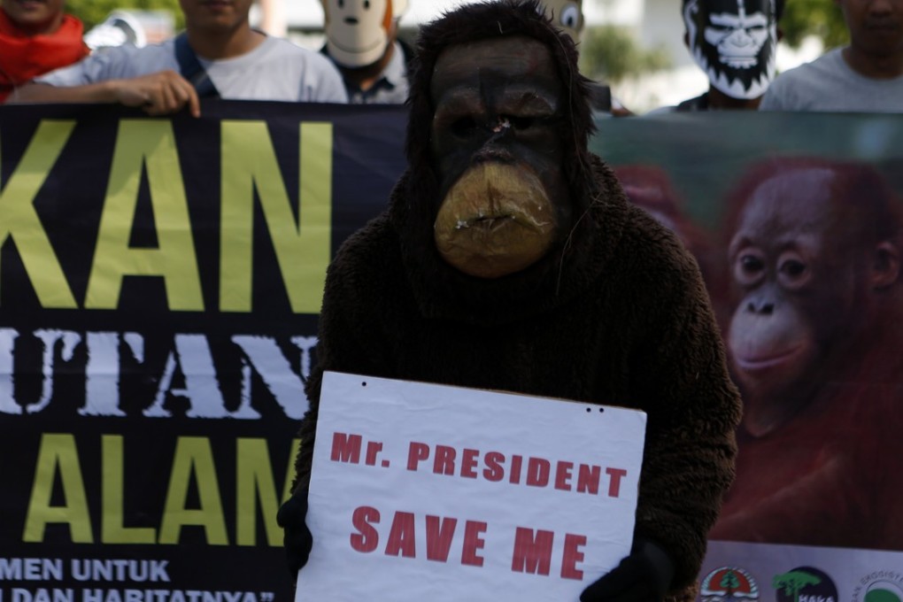 Environmental activists call for protections for endangered orangutans. Two rubber plantation workers claimed self-defence after killing one of the animals. Photo: EPA
