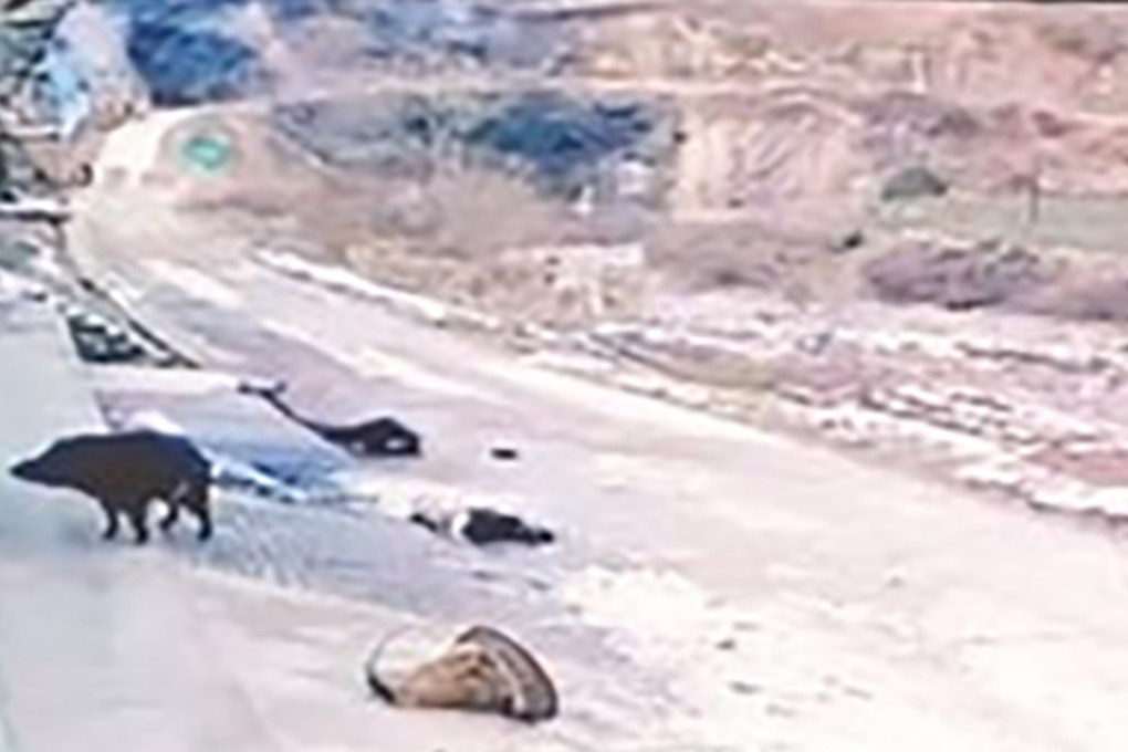 The wild boar was shot dead after killing a villager and injuring his daughter-in-law. Photo: 163.com