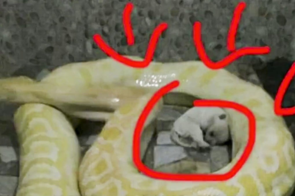 Chinese zoo to stop feeding live puppies to pythons | South China ...