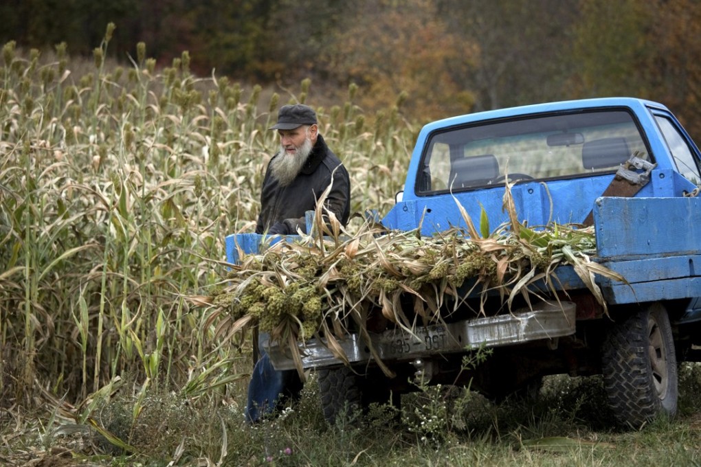 The investigation is expected to hit demand for the upcoming US sorghum crop, exports of which are largely used to feed China’s huge livestock sector. Photo: Alamy