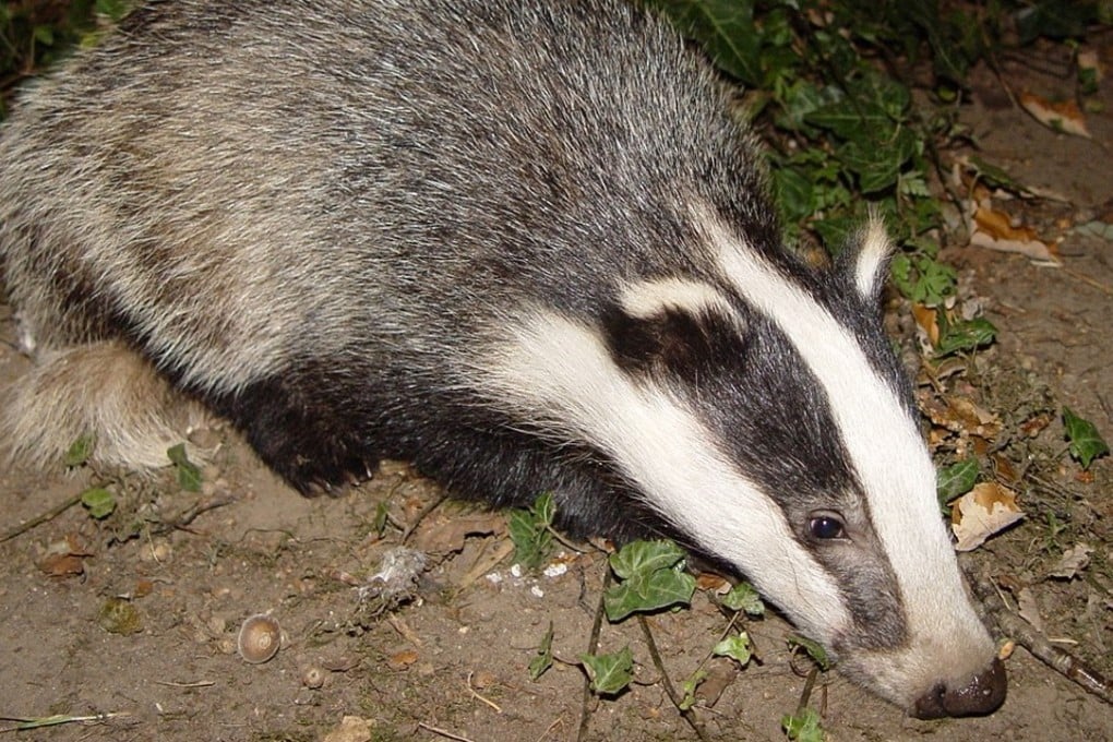 The badger is known for its strength and tenacious nature when cornered. Photo: Wikipedia