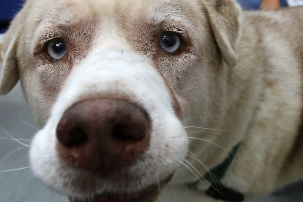 A mongrel at the Society for the Prevention of Cruelty to Animals, in Wan Chai. Pictures: SCMP