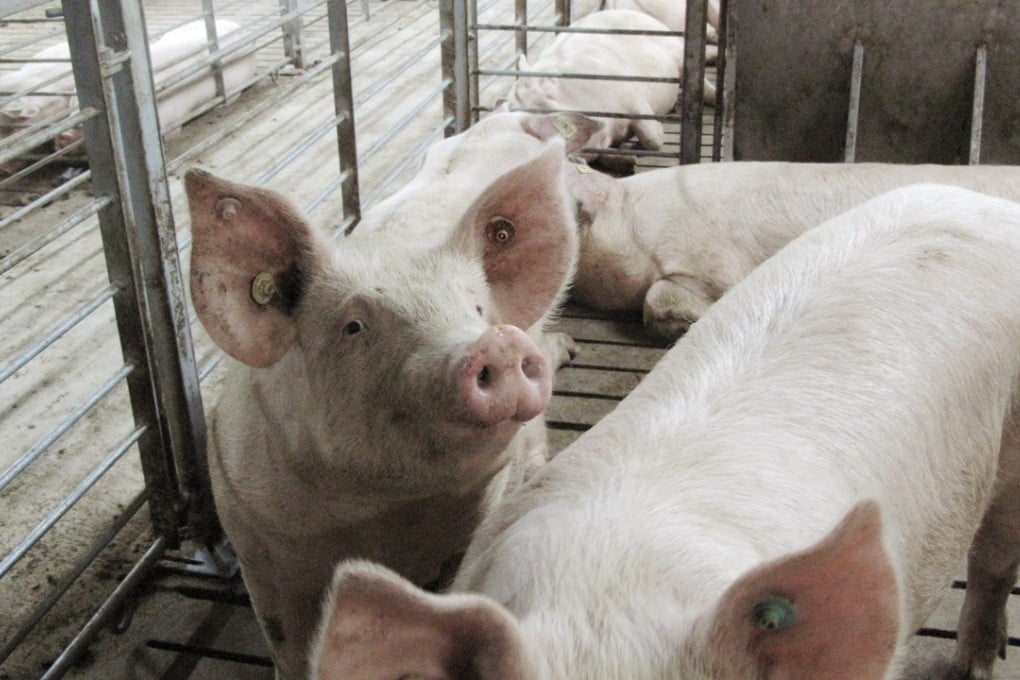 Sows at a large-scale pig farm in Wuxuan county in the Guangxi region of southern China. Photo: Reuters