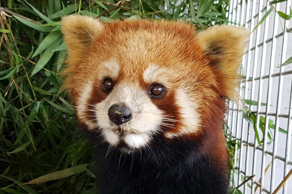 One of three red pandas at the Free The Bears sanctuary after being confiscated from wildlife traffickers. Photo: AFP