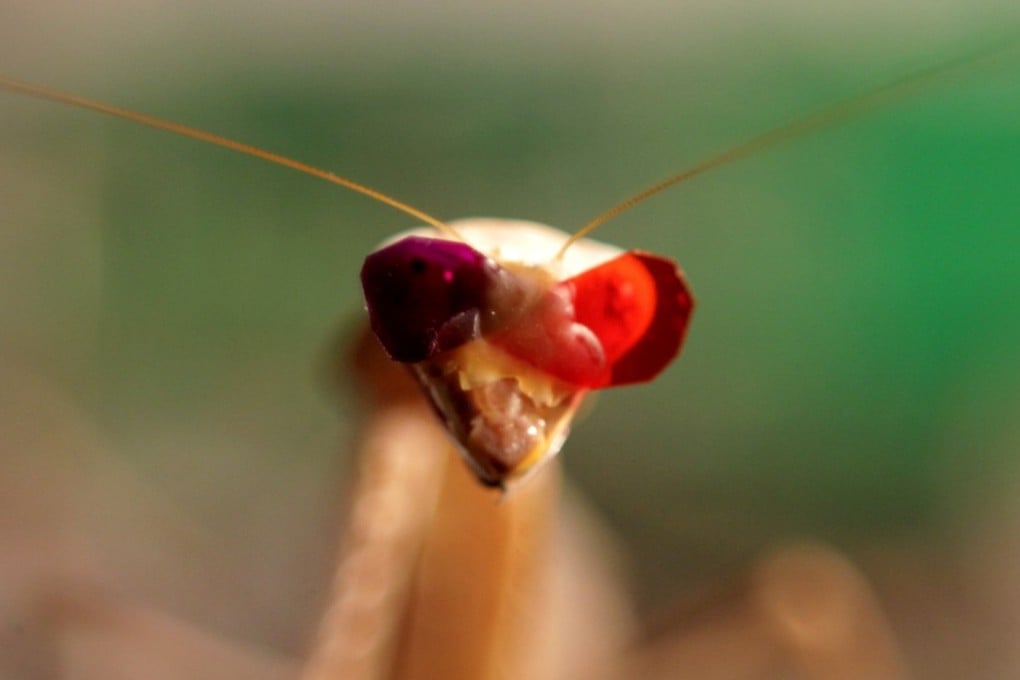 A praying mantis sports miniature 3D glasses fixed on with a blob of beeswax in an experiment at Newcastle University, Britain, that could be used to help miniature robots navigate the world. Photo: Newcastle University via AFP