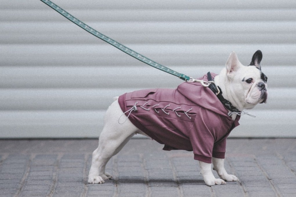 A look from Shanghai-based designer dog clothing brand LazyEazy, whose co-founder graduated from the London College of Fashion.