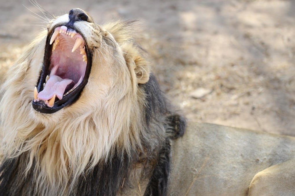 A male lion at the Entabeni Safari Conservancy in Limpopo, 300km northeast of Johannesburg. Photo: Agence France-Presse
