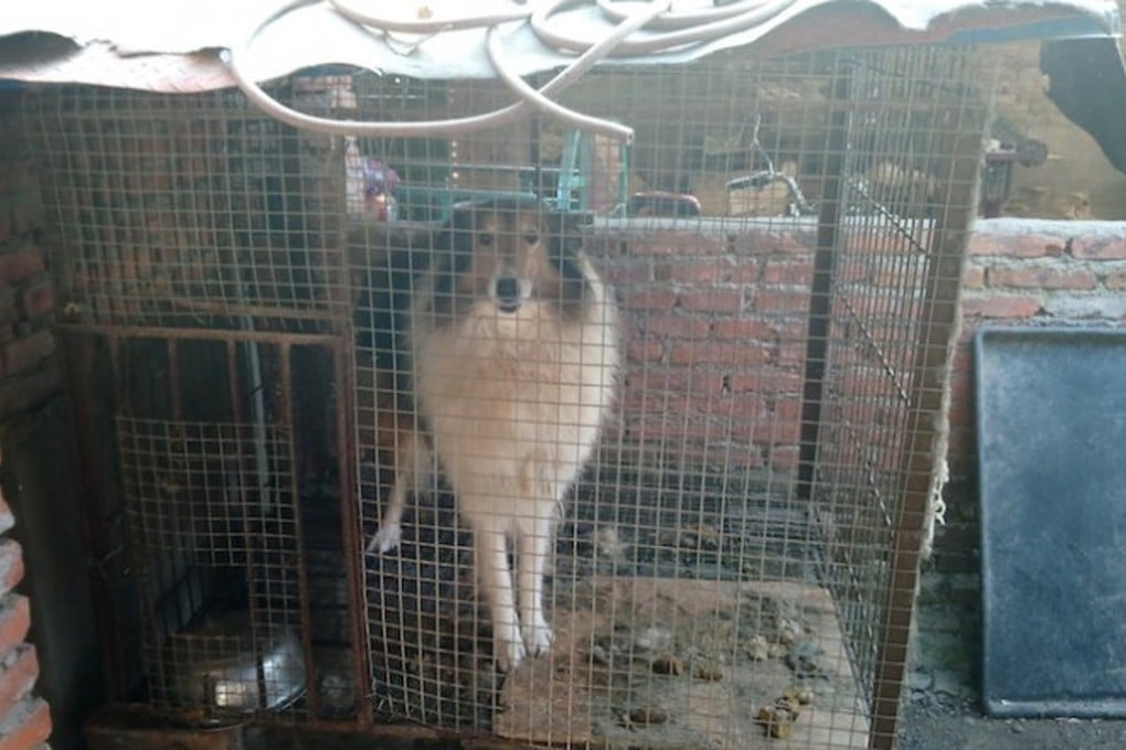 An image released by animal rights group Peta of a puppy mill in China, showing a dog standing amid its own waste. Photo: Peta