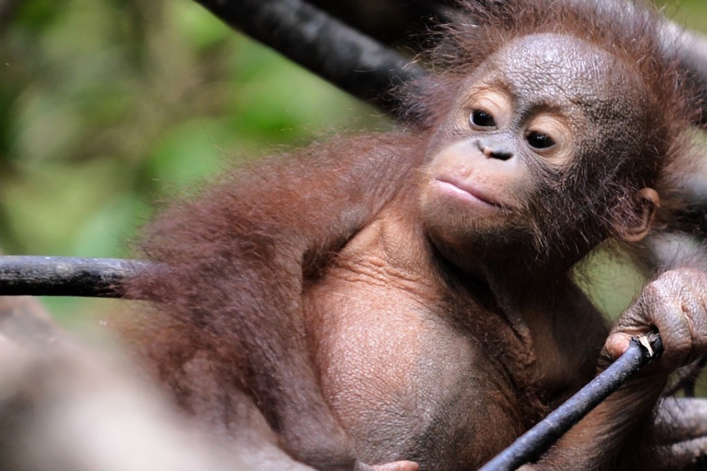 An orphaned orangutan baby plays in a tree at a rescue centre in Borneo. The most comprehensive study of Borneo’s orangutans estimates their numbers have plummeted by more than 100,000 since 1999, as the palm oil and paper industries shrink their jungle habitat and fatal conflicts with people increase. Photo: AFP