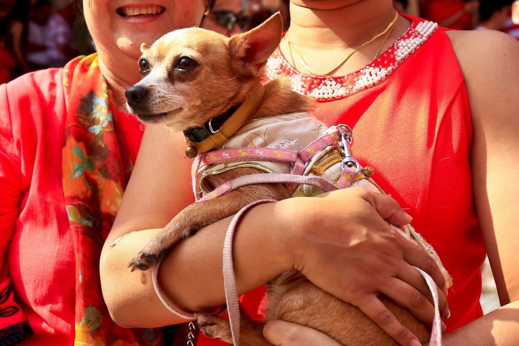 A visitor brings an actual dog to a temple in Kuala Lumpur, Malaysia. Photo: AP
