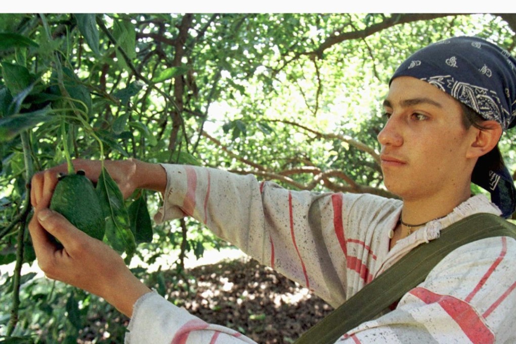 A Mexican farm worker picks green avocados. Farmers in the town of Tancitaro have formed their own police force using the profits from the sale of the fruit to the US. Photo: Reuters