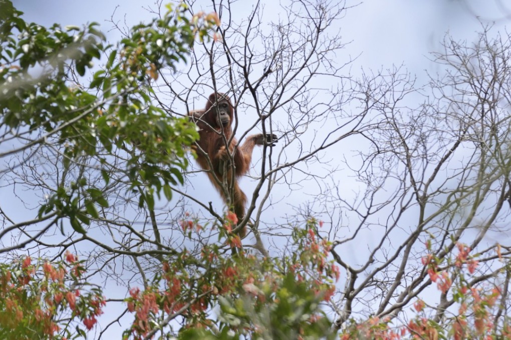 File photo of an orangutan in Sungai Mangkutub, Central Kalimantan, Indonesia. Photo: AP