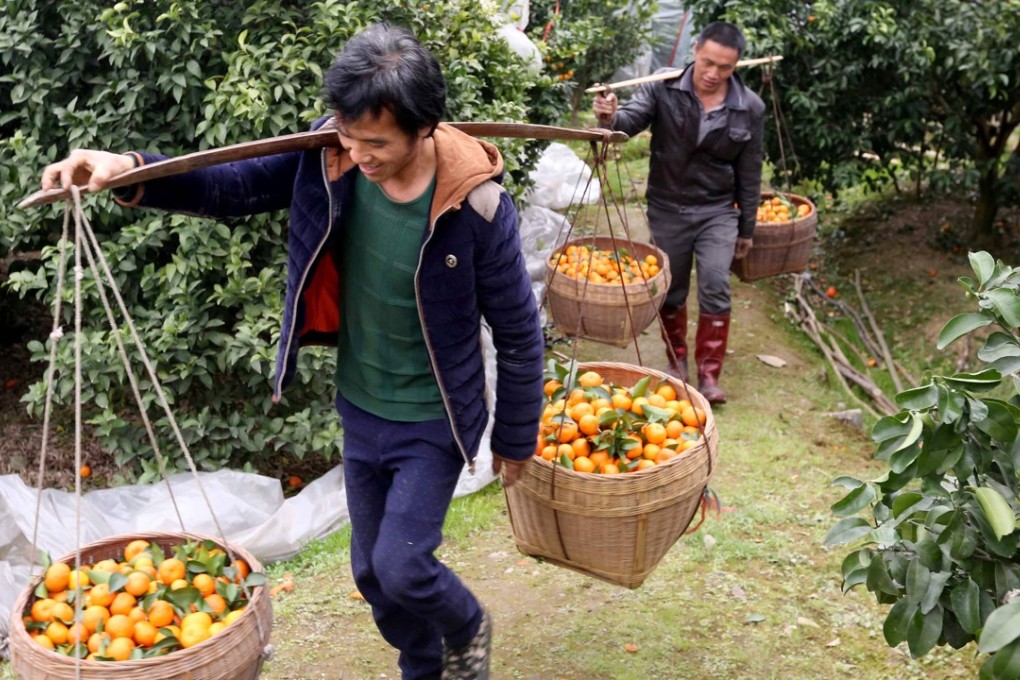 Farmers work on an orange orchard ahead of Lunar New Year in a village in Rongan, Guangxi province. The expansion of rural land use rights in China is designed to improve standards of living in the countryside and narrow the gap with the cities. Photo: AFP