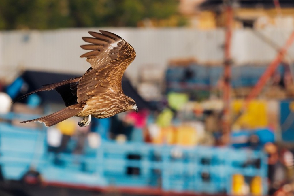 A black kite hovers over the harbour in Cheung Chau, Hong Kong. It is one of the city’s most spotted birds. Photo: Martin Williams