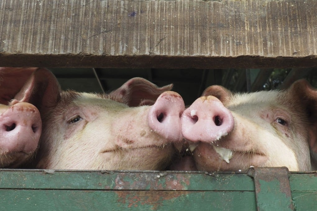Pigs in a truck outside Tsuen Wan abattoir, the site of a protest by members of vegan activist group Hong Kong Pig Save, on December 10. Photo: Lauren James
