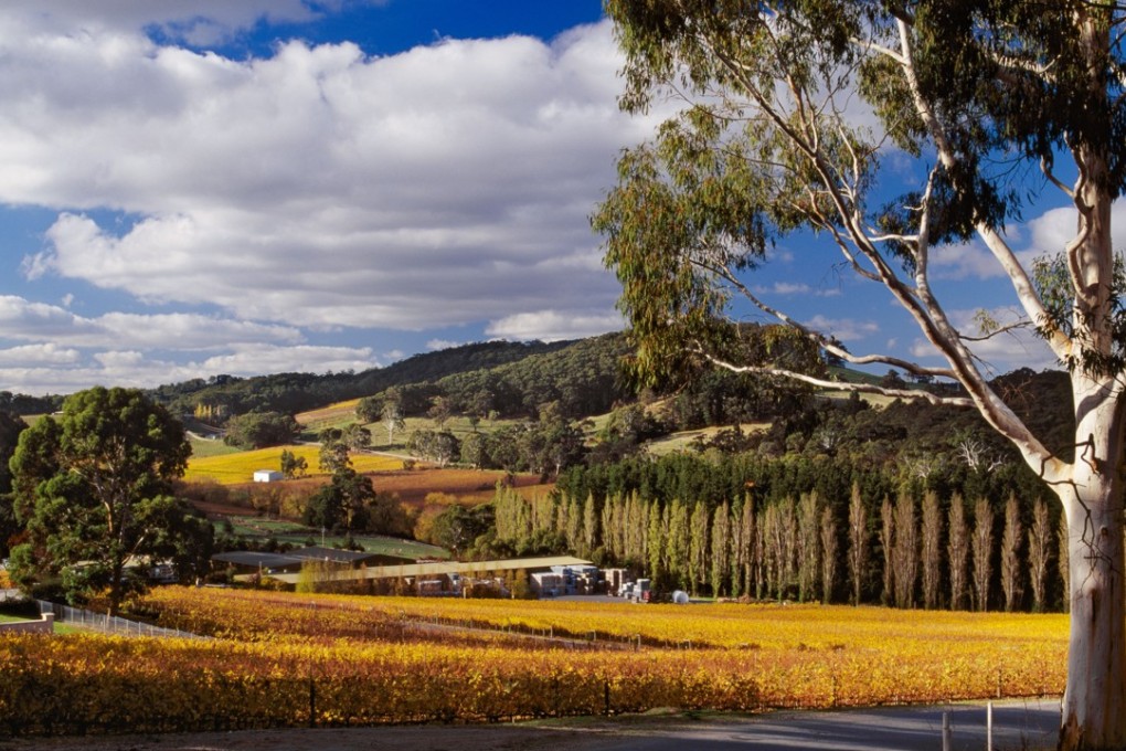 Petaluma Winery, in South Australia. Picture: Alamy