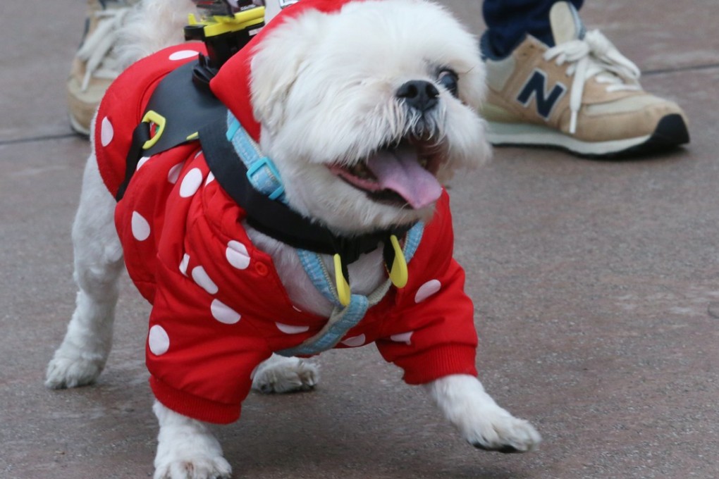 Best dog accessories 2018 clearance