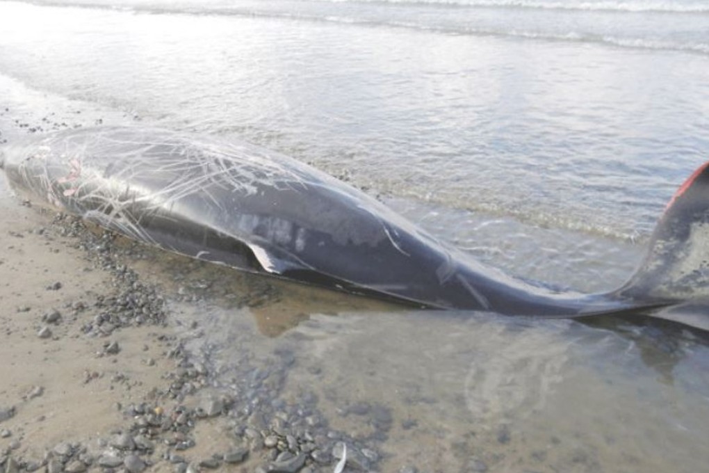 A Stejneger's beaked whale that washed up on a beach in Yokohama. Photo: Yokohama Municipal Government