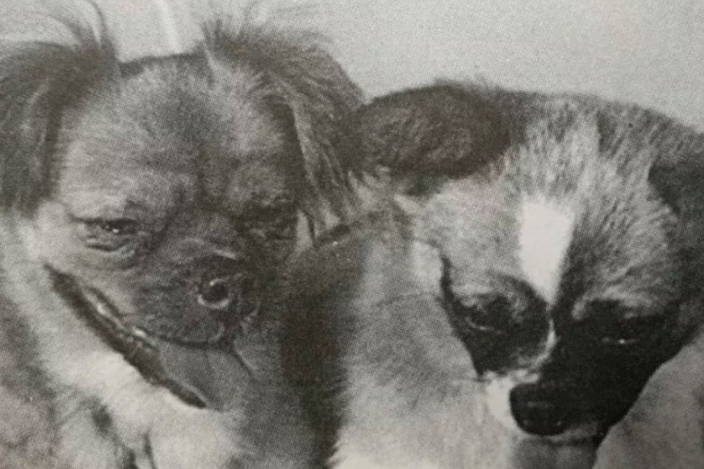 Shan Shan (left) and Little Leopard – the two dogs that blazed a trail for China’s space programme. Photo: QQ