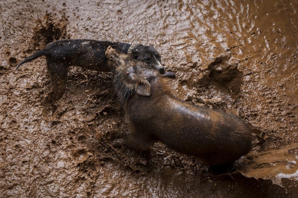 A dog and wild boar fight in a pit in Sumedang, West Java. Locals people say the fights are a way to preserve the area’s hunting tradition and serve as training for their dogs. Photo: Agoes Rudianto