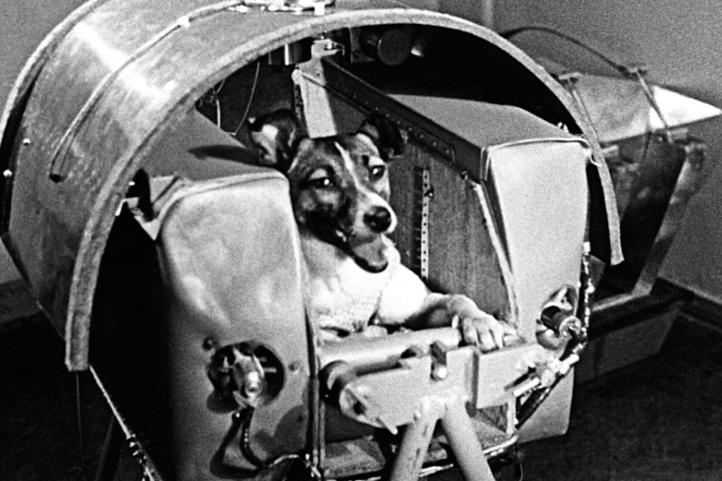 Laika, a stray dog found on a Moscow street, was the world’s first cosmonaut. Photo: Alamy