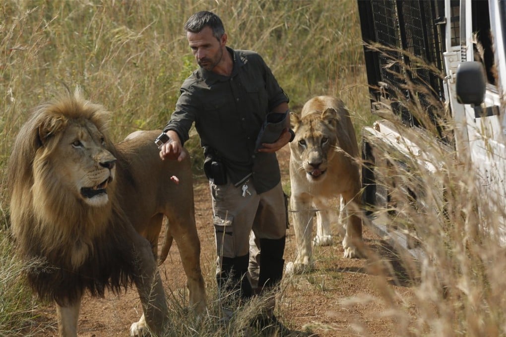 In this Wednesday March 15, 2017 file photo, Kevin Richardson, known as the “lion whisperer”, takes two of his lions for a walk in the Dinokeng Game Reserve, near Pretoria, South Africa. A lion, who mauled a young woman to death, was under the care of Richardson, known for his close interactions with the predators in his animal sanctuary. Photo: AP